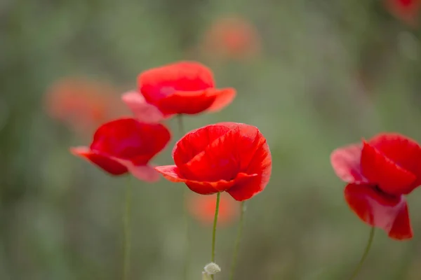 Flowers Red Poppies Bloom Wild Field Beautiful Field Red Poppies — Stock Photo, Image