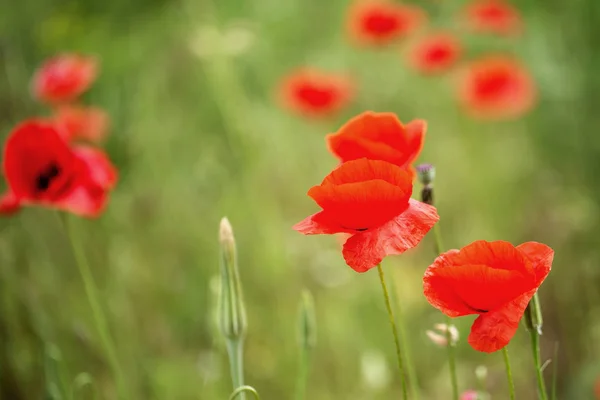 花红罂粟在荒野中绽放 美丽的领域红色罂粟与选择性的焦点 柔和的光线 天然药物 鸦片罂粟 红色野花的格拉德 — 图库照片