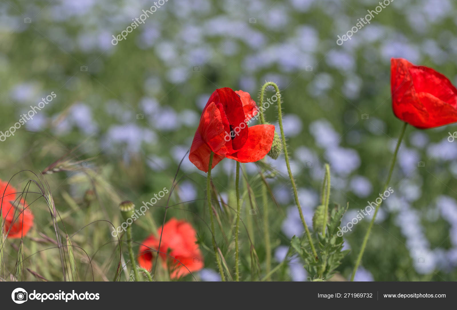 4 9 Remembrance Day Poppy Stock Photos Free Royalty Free Remembrance Day Poppy Images Depositphotos 4 9 Remembrance Day Poppy Stock Photos Free Royalty Free Remembrance Day Poppy Images Depositphotos