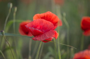Çiçekler Kırmızı haşhaş vahşi alanda çiçek. Seçici odak, yumuşak ışık ile güzel alan kırmızı haşhaş. Doğal İlaçlar - Afyon Haşhaş. Kırmızı kır çiçekleri Glade