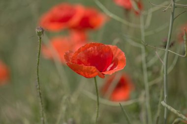 Çiçekler Kırmızı haşhaş vahşi alanda çiçek. Seçici odak, yumuşak ışık ile güzel alan kırmızı haşhaş. Doğal İlaçlar - Afyon Haşhaş. Kırmızı kır çiçekleri Glade