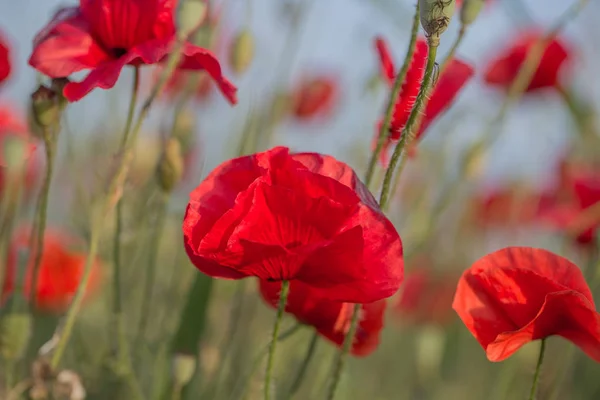 Fiori Papaveri Rossi Fioriscono Nel Campo Selvatico Bellissimi Papaveri Rossi — Foto Stock