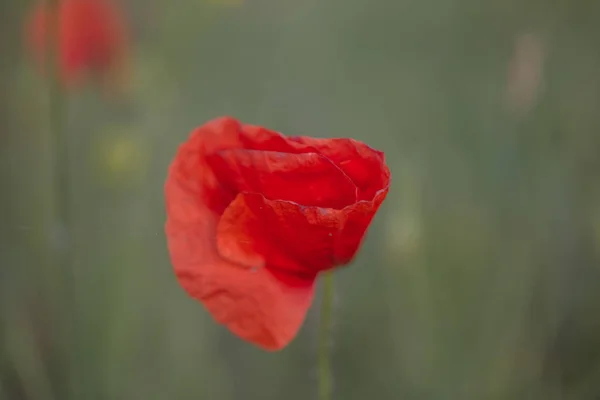 Fleurs Les Coquelicots Rouges Fleurissent Dans Les Champs Sauvages Beau — Photo