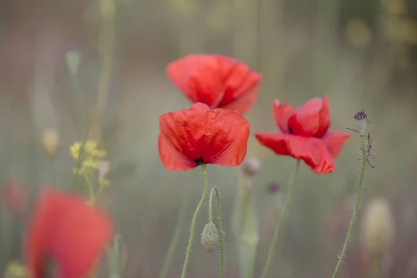 Flowers Red Poppies Bloom Wild Field Beautiful Field Red Poppies — Stock Photo, Image