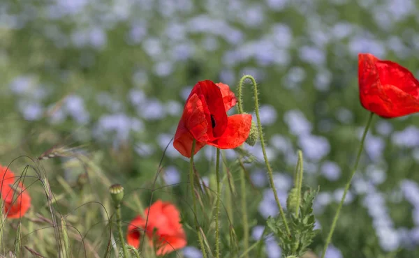花红罂粟在荒野中绽放 美丽的领域红色罂粟与选择性的焦点 柔和的光线 天然药物 鸦片罂粟 红色野花的格拉德 — 图库照片