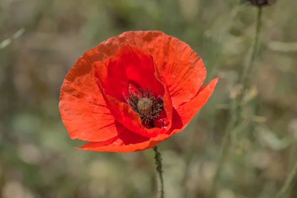 Flores Las Amapolas Rojas Florecen Campo Salvaje Hermosas Amapolas Rojas — Foto de Stock