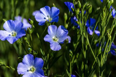 Keten çiçekleri. Yazın yeşil keten tarlası. Güneşli bir gün. Tarım, keten yetiştiriciliği. Seçici odak. Birçok çiçekli bitkilerin Alan (linum usitatissimum). Linum çiçek açar
