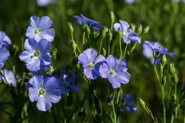 Keten çiçekleri. Yazın yeşil keten tarlası. Güneşli bir gün. Tarım, keten yetiştiriciliği. Seçici odak. Birçok çiçekli bitkilerin Alan (linum usitatissimum). Linum çiçek açar