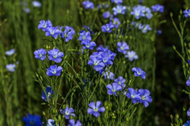 Keten çiçekleri. Yazın yeşil keten tarlası. Güneşli bir gün. Tarım, keten yetiştiriciliği. Seçici odak. Birçok çiçekli bitkilerin Alan (linum usitatissimum). Linum çiçek açar