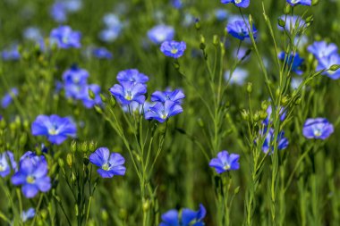 Keten çiçekleri. Yazın yeşil keten tarlası. Güneşli bir gün. Tarım, keten yetiştiriciliği. Seçici odak. Birçok çiçekli bitkilerin Alan (linum usitatissimum). Linum çiçek açar