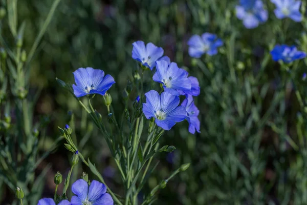 Vlas Bloesems Groen Vlas Veld Zomer Zonnige Dag Landbouw Vlasteelt — Stockfoto