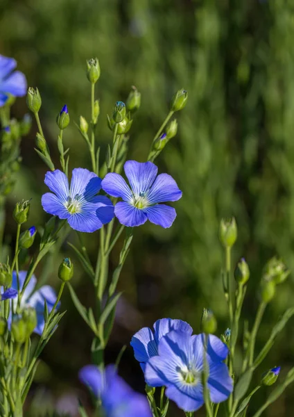 Keten Çiçekleri Yazın Yeşil Keten Tarlası Güneşli Bir Gün Tarım — Stok fotoğraf