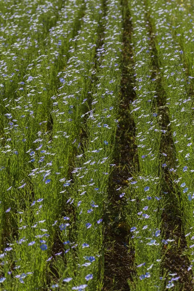 Fioriture Lino Campo Lino Verde Estate Giornata Sole Agricoltura Coltivazione — Foto Stock