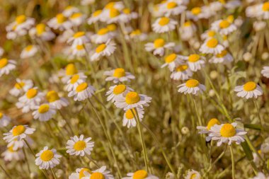 Bloom. Papatya. Çiçekaçan papatya tarlası, papatya çiçekleri