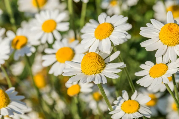 Bloom. Chamomile. Blooming chamomile field, chamomile flowers on — Stock Photo, Image