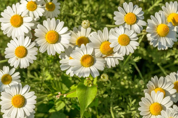 Blühen. Kamille. blühendes Kamillenfeld, Kamillenblüten auf — Stockfoto