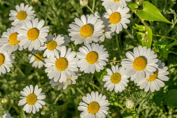 Bloom. Chamomile. Blooming chamomile field, chamomile flowers on — Stock Photo, Image