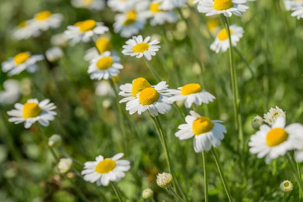 Bloom. Chamomile. Blooming chamomile field, chamomile flowers on — Stock Photo, Image