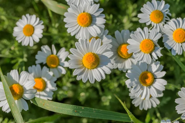 Bloom. Rumianek. Kwitnące pole rumianku, kwiaty rumianku na — Zdjęcie stockowe