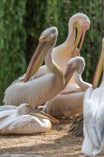 Pelicano Rosa Pelicano Branco Oriental Limpa Penas Com Grande Bico — Fotografia de Stock