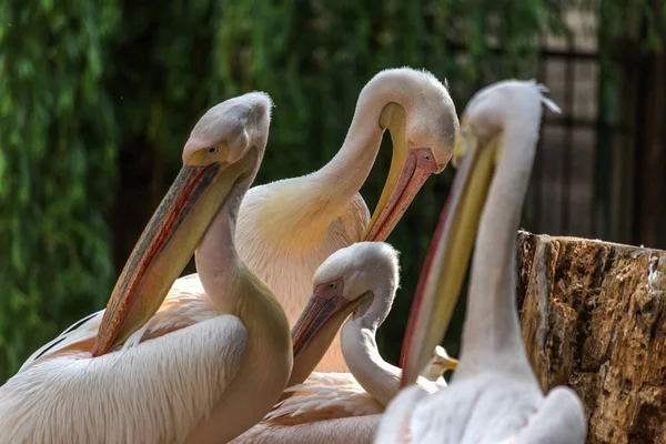 Der Rosafarbene Pelikan Ein Orientalischer Weißpelikan Putzt Der Voliere Des — Stockfoto