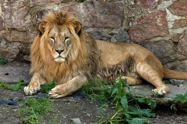 大きなアフリカのライオンは動物園の鳥類にあります 動物園で観客のために日光浴とポーズをとるライオン — ストック写真