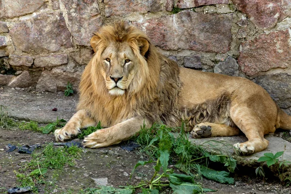 Big African lion lies in the zoo aviary. Lion sunbathing and posing for the audience at the zoo