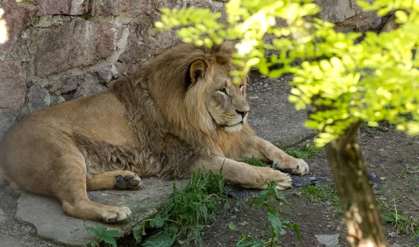 Big African lion lies in the zoo aviary. Lion sunbathing and posing for the audience at the zoo