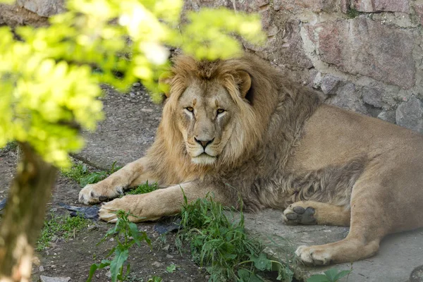 Duży Lew Afrykański Leży Ptażynie Zoo Lew Opalanie Stwarzające Dla — Zdjęcie stockowe