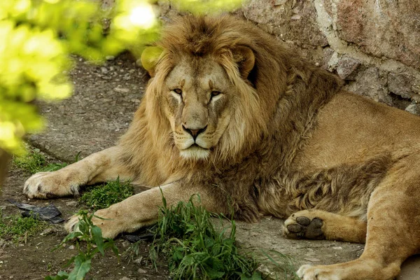 Big African lion lies in the zoo aviary. Lion sunbathing and posing for the audience at the zoo