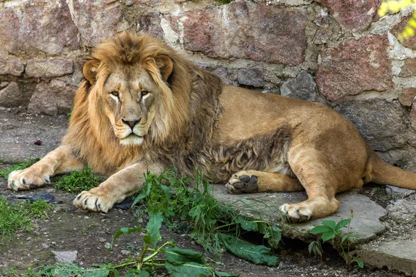 大きなアフリカのライオンは動物園の鳥類にあります 動物園で観客のために日光浴とポーズをとるライオン — ストック写真