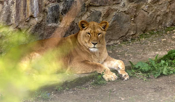 Big African lion lies in the zoo aviary. Lion sunbathing and posing for the audience at the zoo