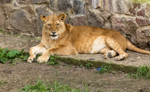 Big African lion lies in the zoo aviary. Lion sunbathing and posing for the audience at the zoo