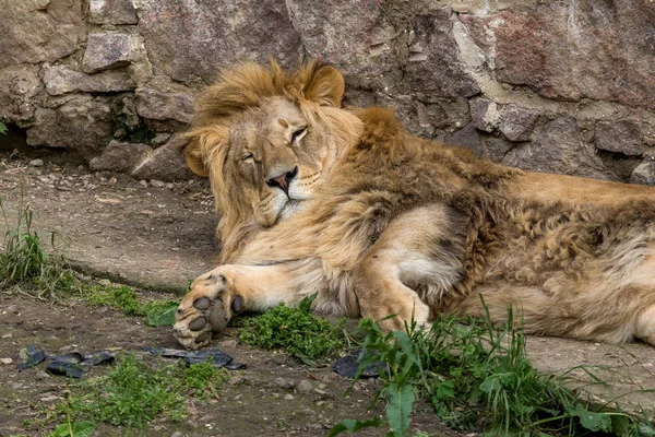 Big African Lion Lies Zoo Aviary Lion Sunbathing Posing Audience — Stock Photo, Image