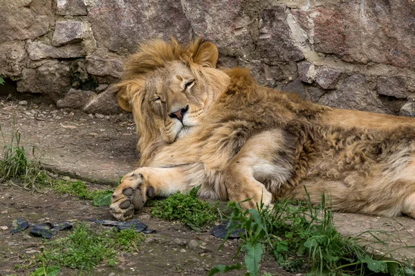 Gran León Africano Yace Aviario Del Zoológico León Tomando Sol — Foto de Stock