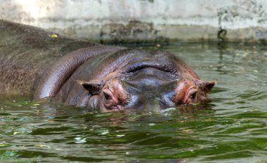 Hayvanat bahçesi kuş havuzunun suyunda sıradan su aygırı. Afrika otobur sumemelileri su aygırı zamanının çoğunu burun ve gözlerin suyunda geçirir.