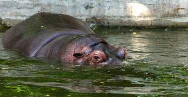 Hayvanat bahçesi kuş havuzunun suyunda sıradan su aygırı. Afrika otobur sumemelileri su aygırı zamanının çoğunu burun ve gözlerin suyunda geçirir.