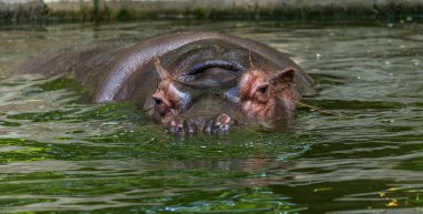 Hayvanat bahçesi kuş havuzunun suyunda sıradan su aygırı. Afrika otobur sumemelileri su aygırı zamanının çoğunu burun ve gözlerin suyunda geçirir.