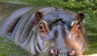 Hayvanat bahçesi kuş havuzunun suyunda sıradan su aygırı. Afrika otobur sumemelileri su aygırı zamanının çoğunu burun ve gözlerin suyunda geçirir.