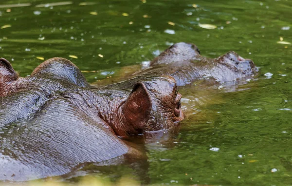 Obyčejný Hroch Obojživelný Vodě Bazénu Voliary Africký Býložravci Hroch Obojživelný — Stock fotografie