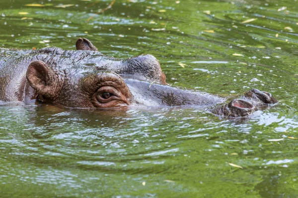 Συνηθισμένος Ιπποπόταμας Στο Νερό Της Πισίνας Του Ζωολογικού Κήπου Αφρικανικά — Φωτογραφία Αρχείου
