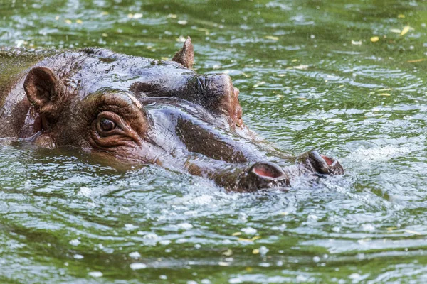 Zwykły Hipopotam Wodzie Basenu Ptażynika Zoo African Roślinożerne Ssaków Wodnych — Zdjęcie stockowe