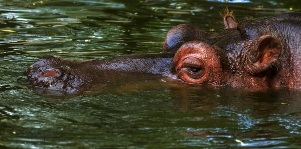 動物園の鳥類のプールの水の中で普通のカバ アフリカの生き物水生哺乳類カバは その時間のほとんどを鼻と目の水に費やす — ストック写真