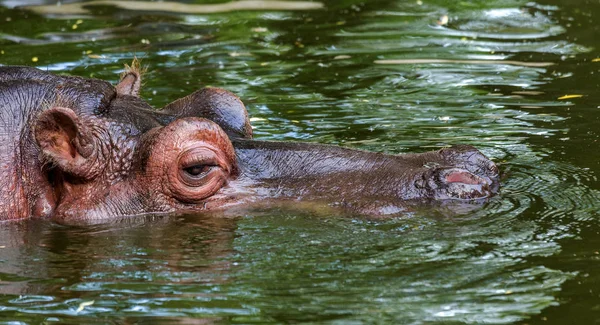 Gewöhnliche Flusspferde Wasser Des Schwimmbeckens Der Zoovoliere Der Afrikanische Pflanzenfresser — Stockfoto