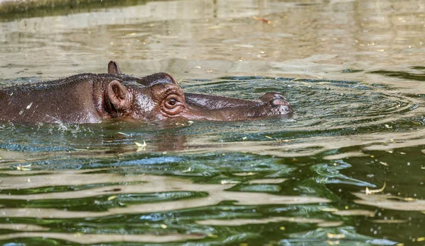 Звичайний Гіпопотам Воду Басейну Зоопарку Вольєр Африканський Травоїдних Водних Ссавців — стокове фото