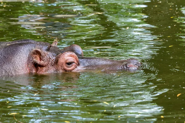 Gewöhnliche Flusspferde Wasser Des Schwimmbeckens Der Zoovoliere Der Afrikanische Pflanzenfresser — Stockfoto