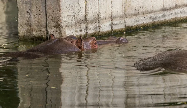 Hipopótamo Ordinario Agua Piscina Del Aviario Del Zoológico Hipopótamo Mamíferos — Foto de Stock