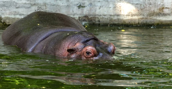 Hipopótamo Ordinario Agua Piscina Del Aviario Del Zoológico Hipopótamo Mamíferos — Foto de Stock