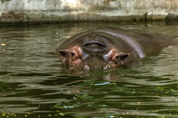 Ordinary hippopotamus in the water of the pool of the zoo aviary. The African herbivore aquatic mammals hippopotamus spends most of its time in the water of the nose and eyes