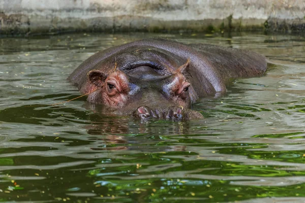 Gewöhnliche Flusspferde Wasser Des Schwimmbeckens Der Zoovoliere Der Afrikanische Pflanzenfresser — Stockfoto